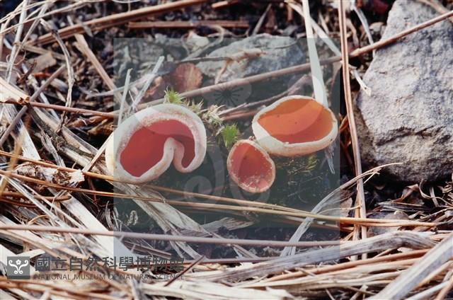 登錄號:F0004552藏品圖，第4張