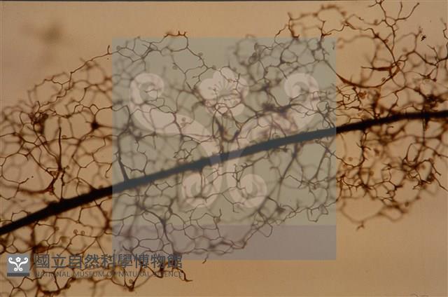 登錄號:F0005152藏品圖，第3張