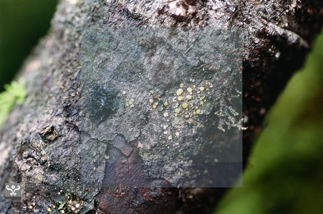 登錄號:F0015042藏品圖，第4張