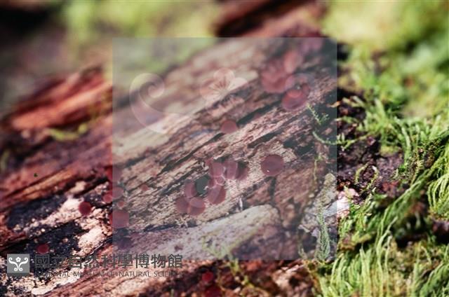 登錄號:F0017892藏品圖，第4張