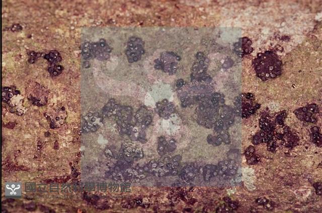 登錄號:F0002592藏品圖，第3張