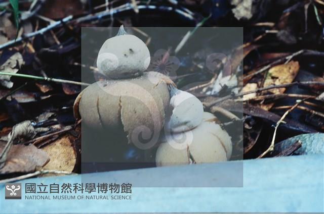 登錄號:F0015592藏品圖，第4張