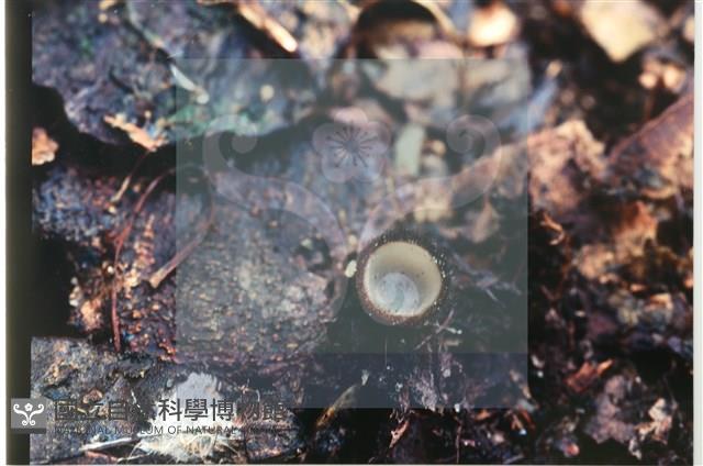 登錄號:F0007392藏品圖，第4張