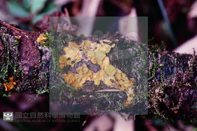 登錄號:F0005392藏品圖，第3張