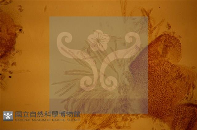 登錄號:F0012882藏品圖，第4張