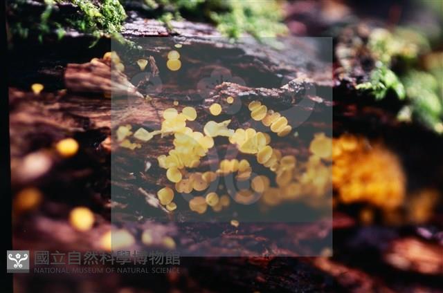 登錄號:F0020182藏品圖，第3張