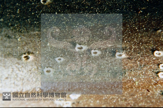 登錄號:F0003082藏品圖，第4張