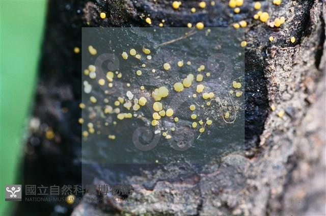 登錄號:F0015032藏品圖，第3張