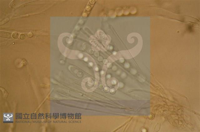 Accession Number:F0012872 Collection Image, Figure 3, Total 11 Figures