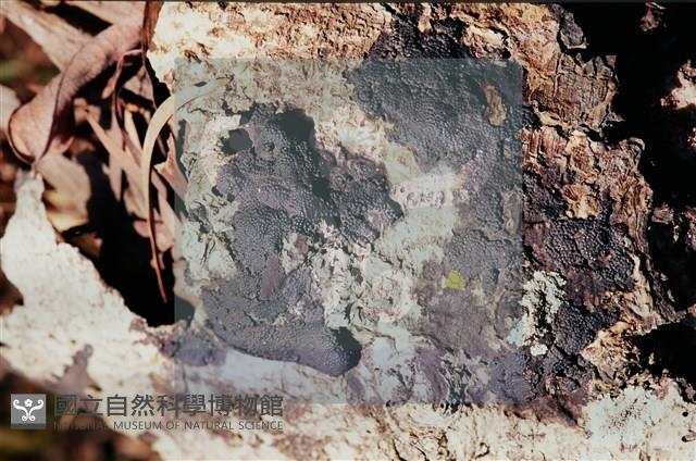 登錄號:F0010372藏品圖，第4張