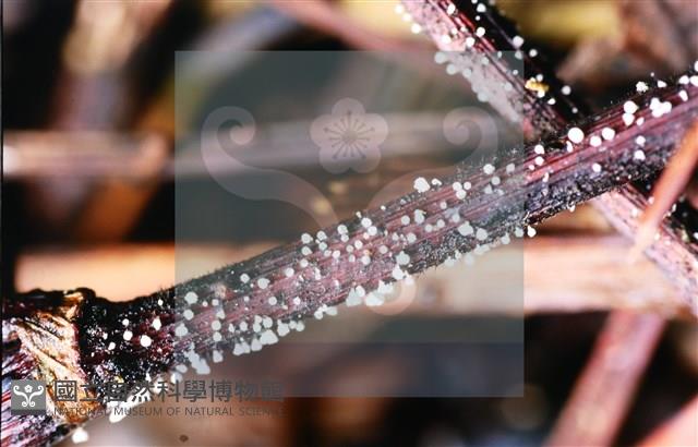 登錄號:F0014667藏品圖，第3張