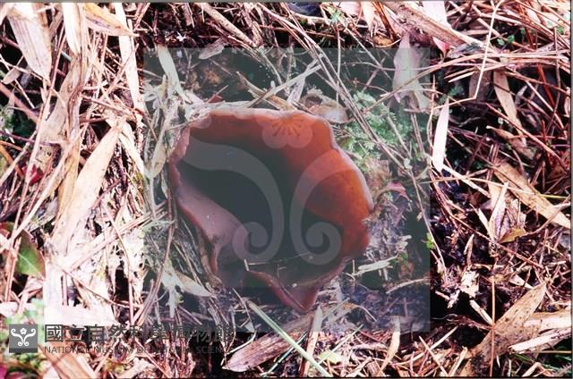 登錄號:F0007667藏品圖，第4張