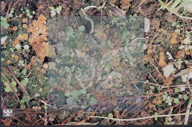 登錄號:F0009827藏品圖，第4張