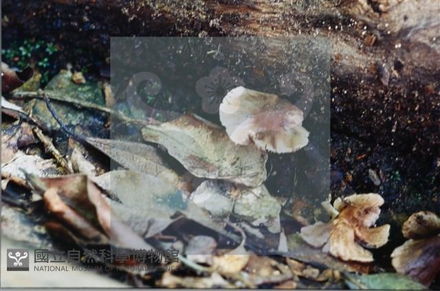 登錄號:F0015627藏品圖，第4張