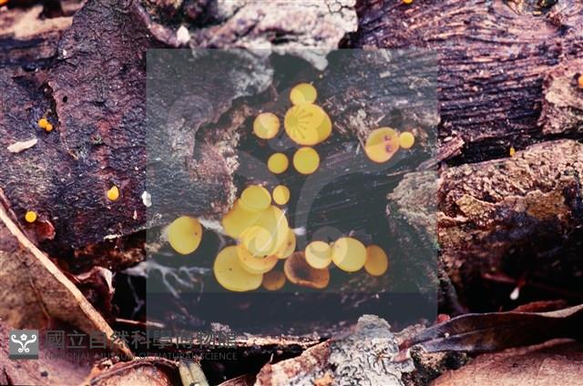 登錄號:F0004727藏品圖，第4張