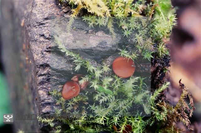 登錄號:F0005127藏品圖，第4張