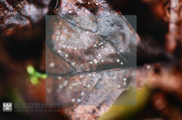 登錄號:F0015027藏品圖，第3張