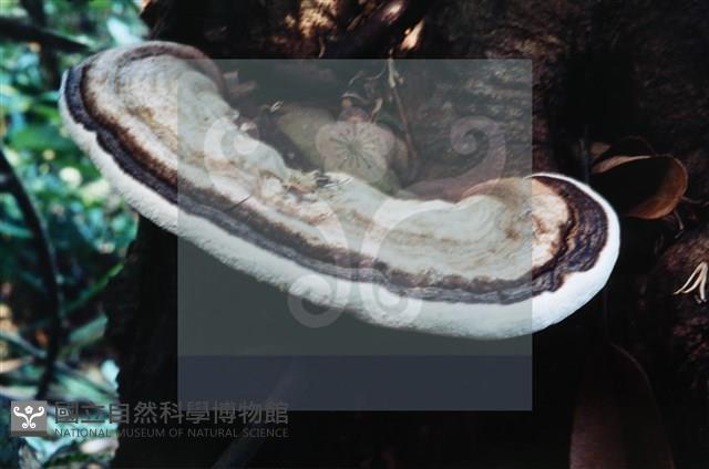 登錄號:F0015607藏品圖，第5張