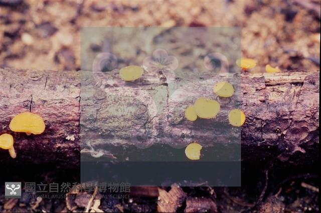 登錄號:F0004707藏品圖，第7張