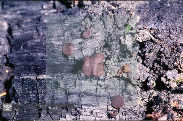 登錄號:F0009847藏品圖，第3張