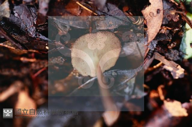 登錄號:F0018647藏品圖，第4張