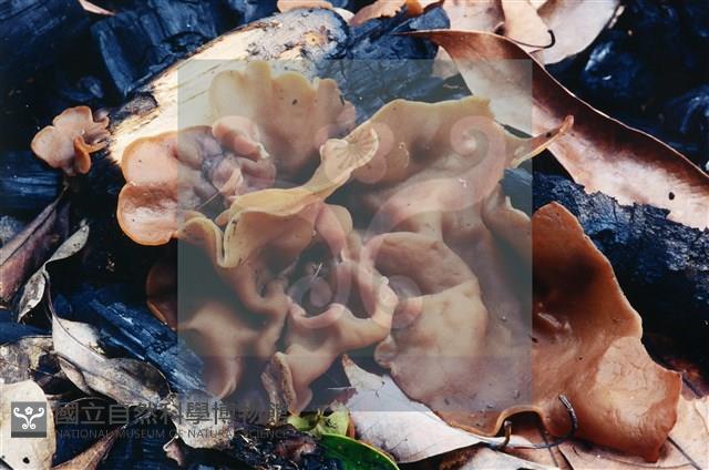 登錄號:F0003447藏品圖，第4張