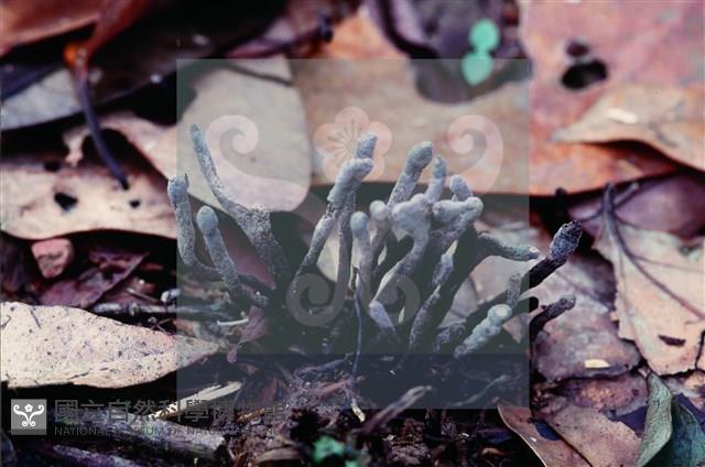 炭角菌屬藏品圖，第4張