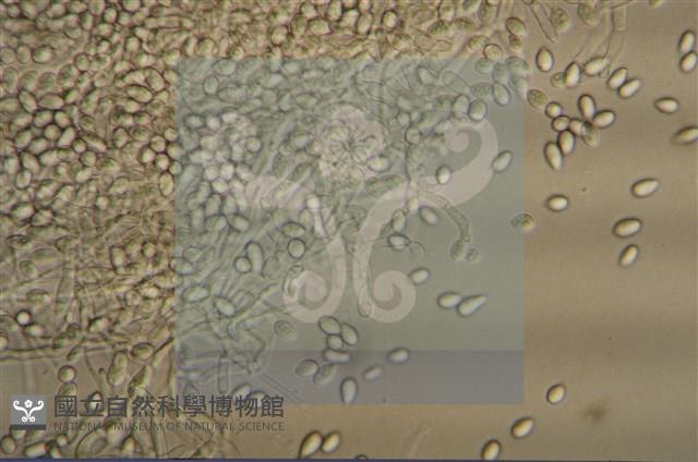 登錄號:F0015047藏品圖，第4張