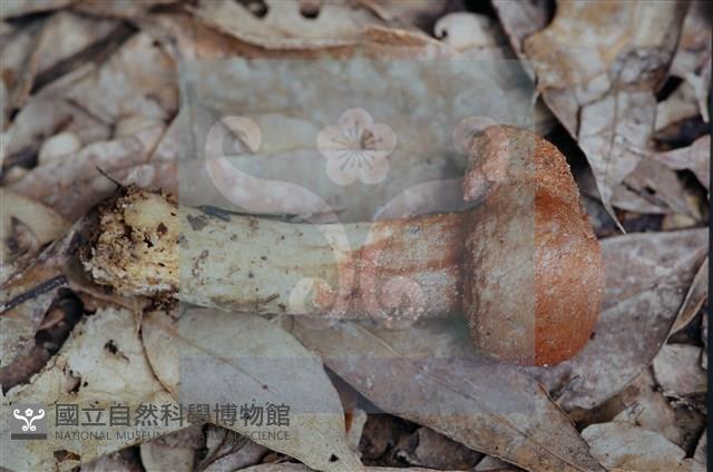 登錄號:F0011297藏品圖，第4張