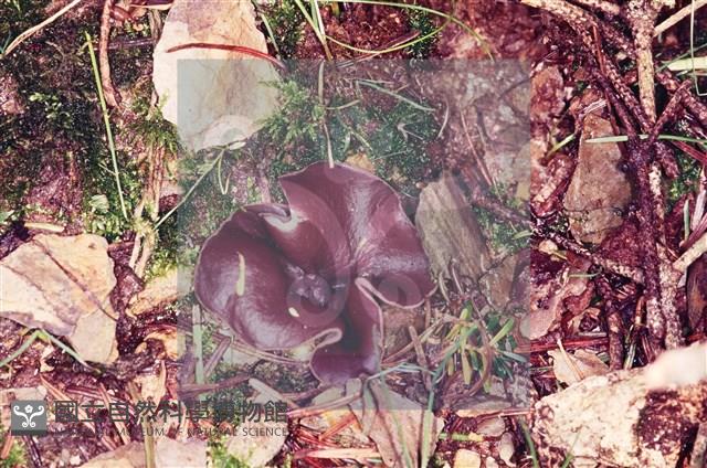 登錄號:F0002597藏品圖，第4張