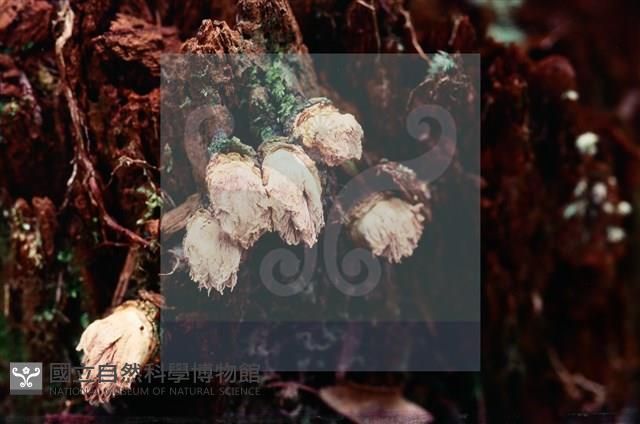 登錄號:F0005377藏品圖，第4張