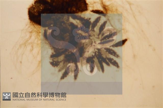 Accession Number:F0012865 Collection Image, Figure 3, Total 5 Figures