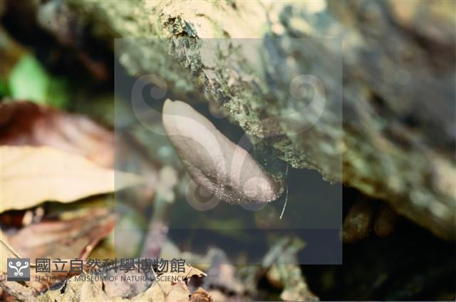 登錄號:F0009965藏品圖，第5張