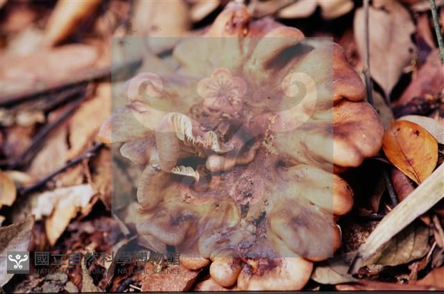 登錄號:F0015665藏品圖，第4張