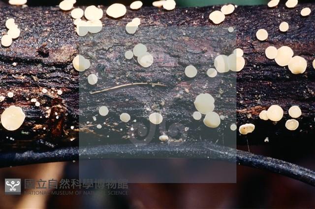 登錄號:F0003165藏品圖，第4張