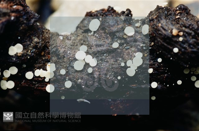 登錄號:F0004065藏品圖，第3張