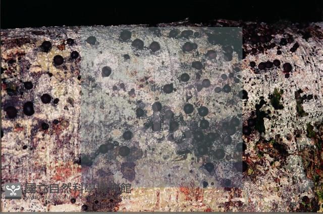 登錄號:F0007365藏品圖，第4張