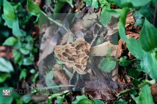 美味羊肚菌藏品圖，第4張