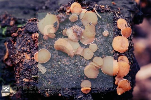 登錄號:F0005125藏品圖，第4張