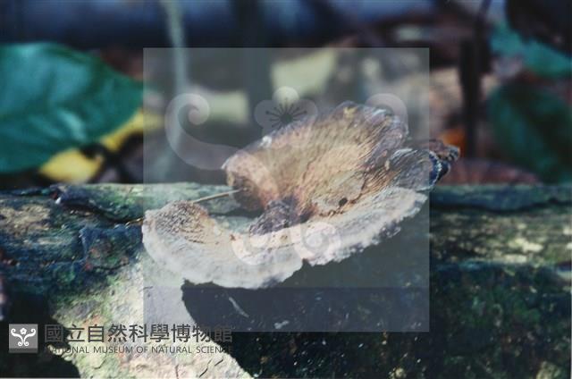 登錄號:F0015605藏品圖，第4張