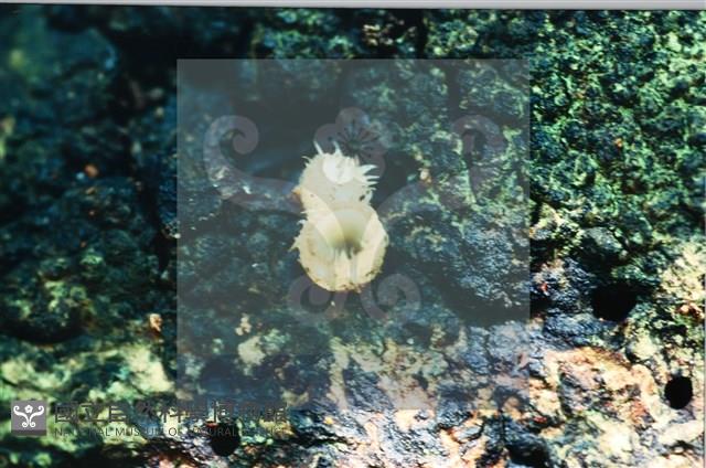 登錄號:F0008915藏品圖，第4張