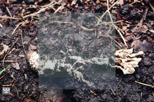 登錄號:F0003455藏品圖，第4張