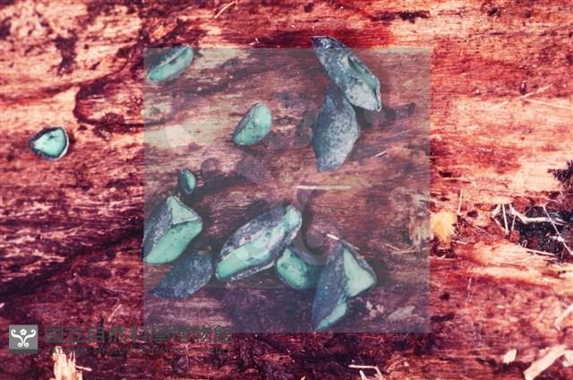 登錄號:F0004055藏品圖，第3張