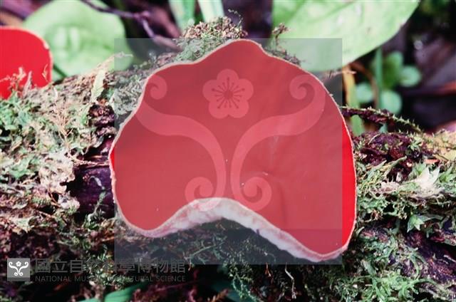 登錄號:F0005395藏品圖，第4張