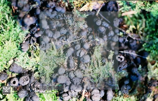 炭角菌屬藏品圖，第4張