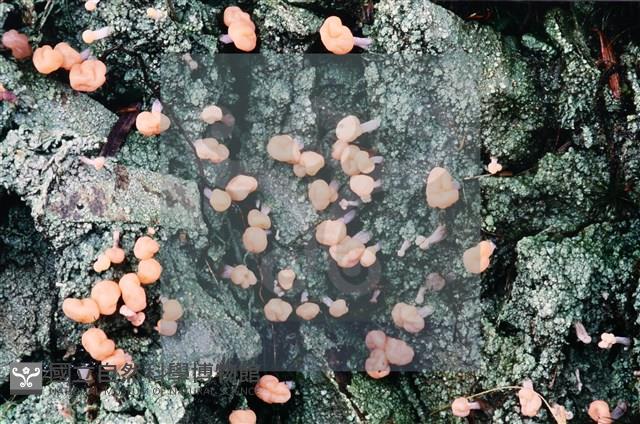 登錄號:F0009875藏品圖，第4張