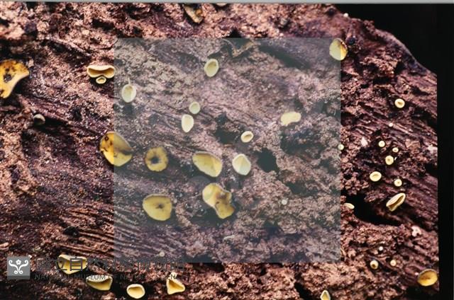 登錄號:F0007675藏品圖，第3張