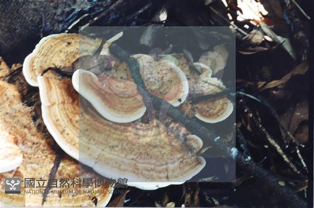 登錄號:F0015575藏品圖，第4張