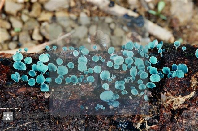 登錄號:F0004075藏品圖，第3張