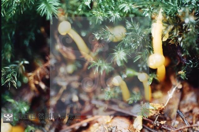 登錄號:F0009869藏品圖，第4張